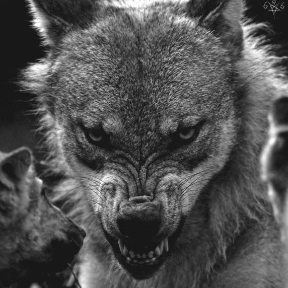 tellthewolves91